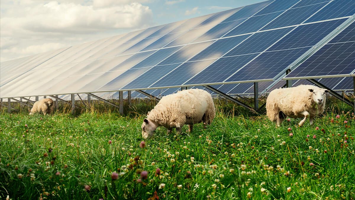 Får Solceller Natur Klimat GodEl Solenergi Grön Energi