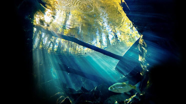 Good Klimatnews #52.