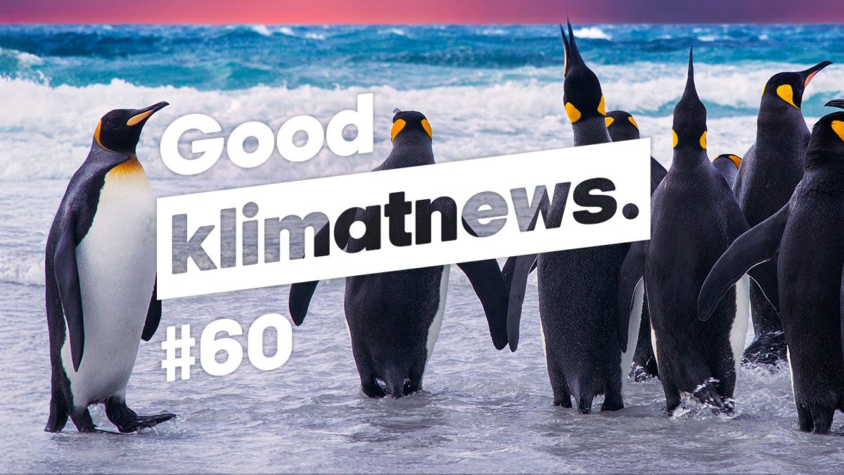 Klimat nyheter pingviner miljö